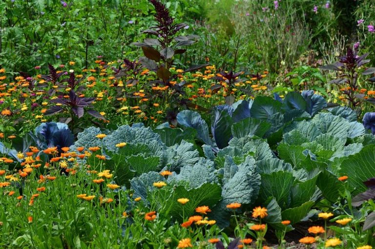 Guide: Slik gror du grønnsaker i din egen hage